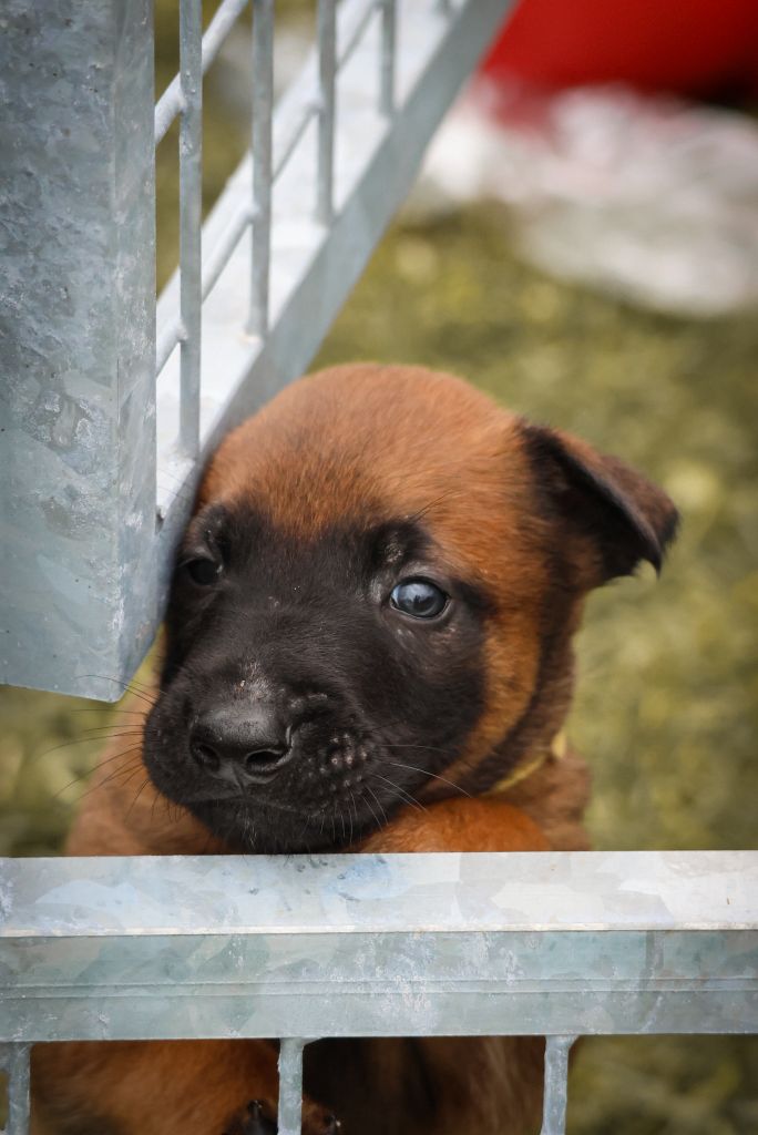 Of Jules Kennel - Chiot disponible  - Berger Belge