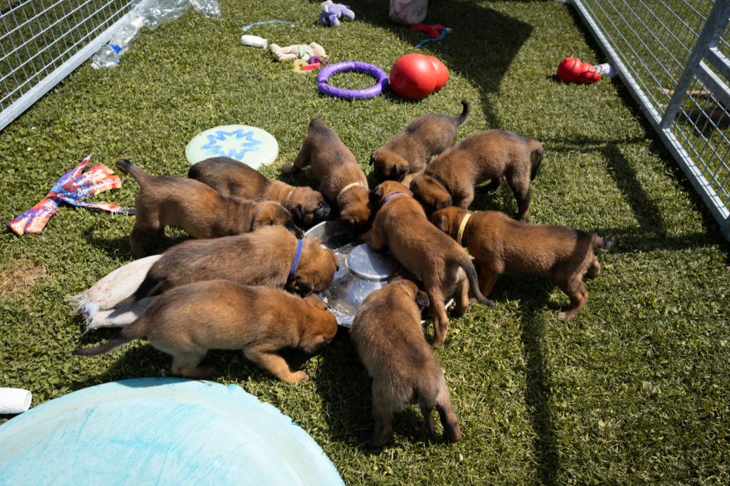 chiot Berger Belge Of Jules Kennel